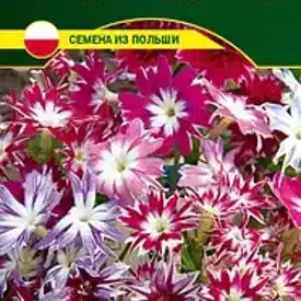 Флокс друммонда Звездный дождь, 0,2 г (до 12.2024)