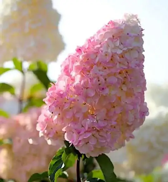 Гортензия метельчатая «Ванилла Фрайз» (Vanille Fraise) фото 3