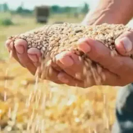 Кукуруза