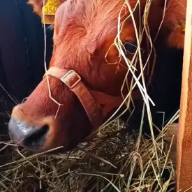 Молоко коровье