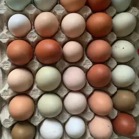 Яйца куриные