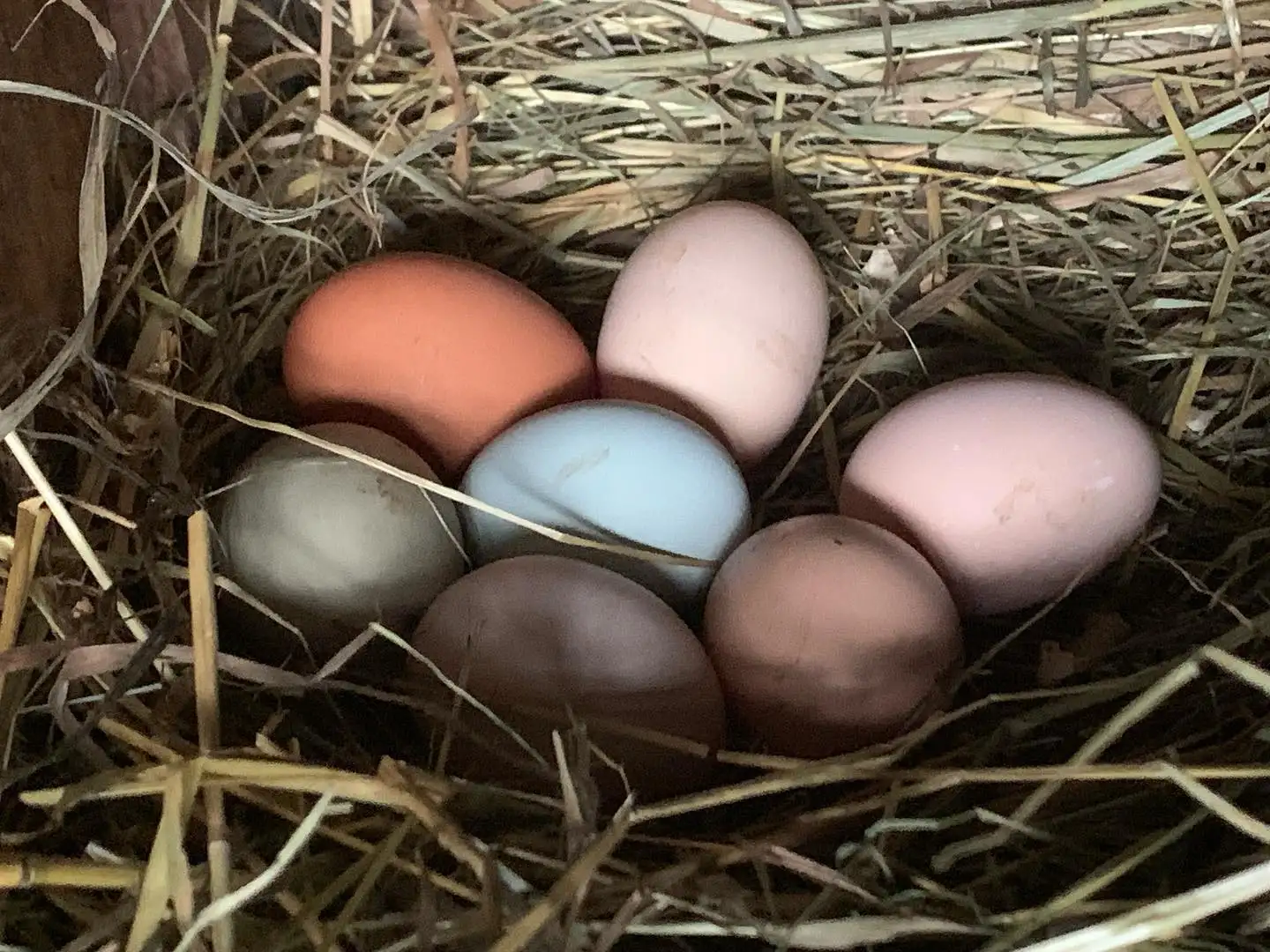 Яйца куриные фото 4