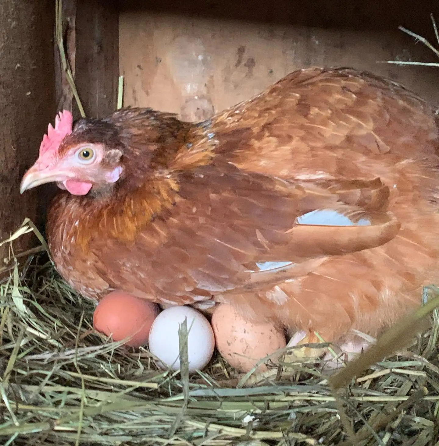 Яйца куриные фото 3