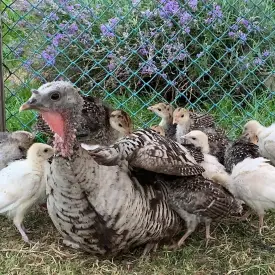 Мясо индейки