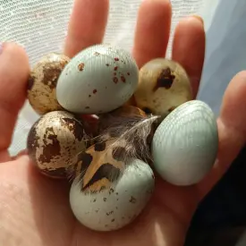 Перепелиные яйца