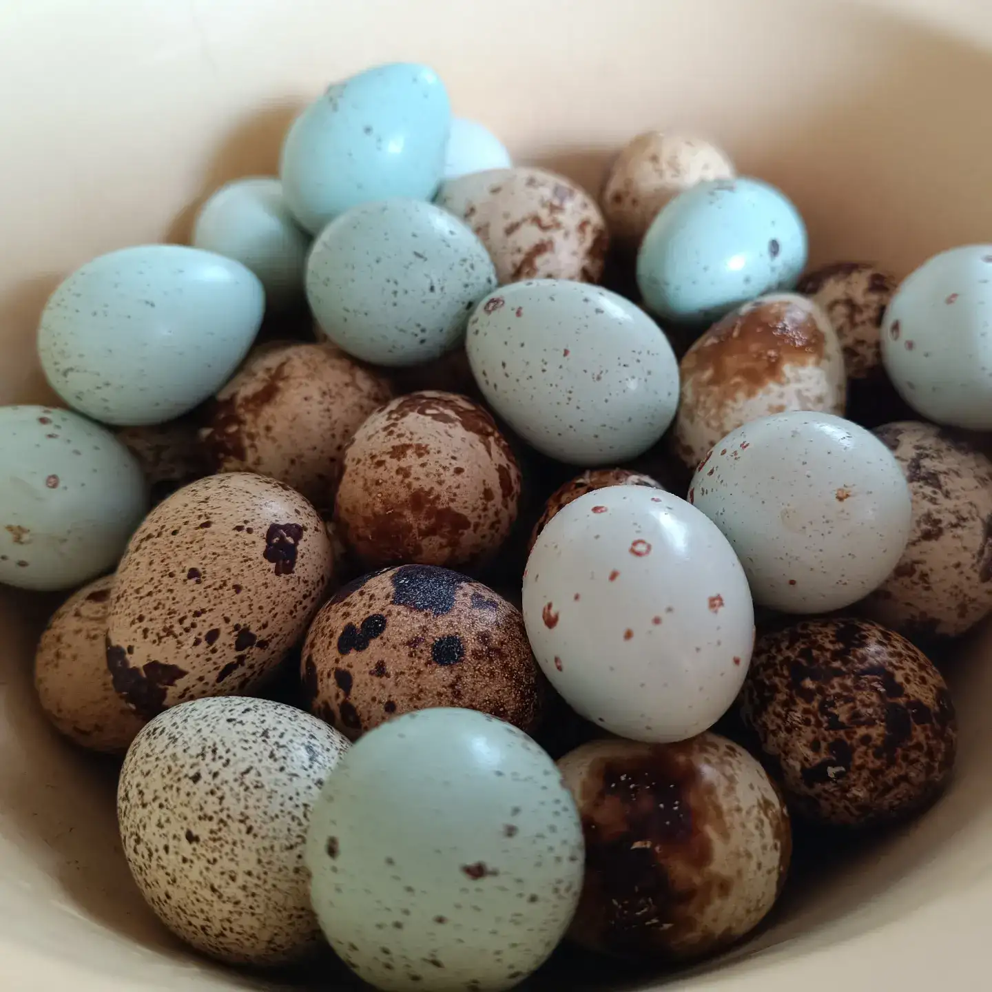 Перепелиные яйца фото 2