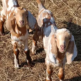 Молоко козье