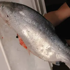 Форель радужная охлажденная, 4-5 кг