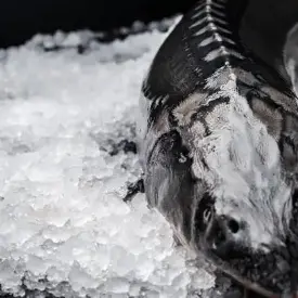 Осетр ленский охлажденный 1-1.5 кг