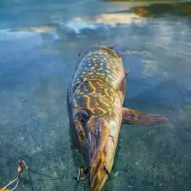 Щука охлажденная, 200-300 г