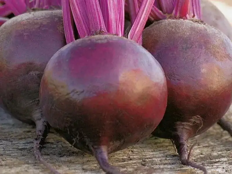 Свекла столовая, сладкая