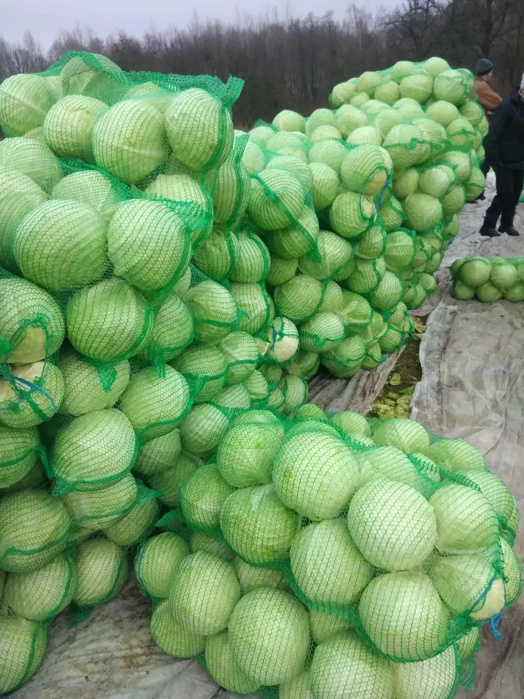 Капуста поздних сортов, фасованная фото 2