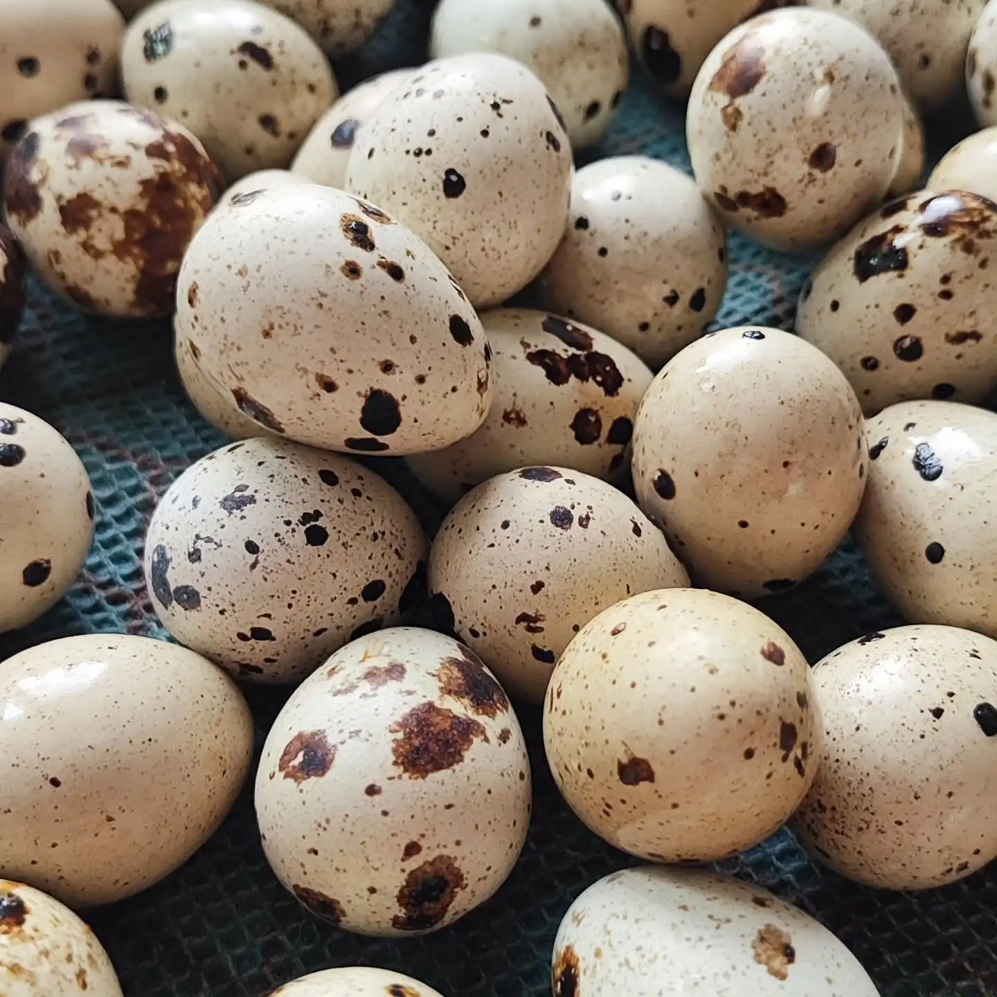 Перепелиные яйца фото 2