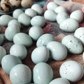 Перепелиные яйца