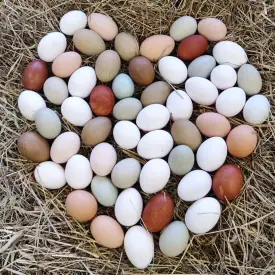 Яйца куриные