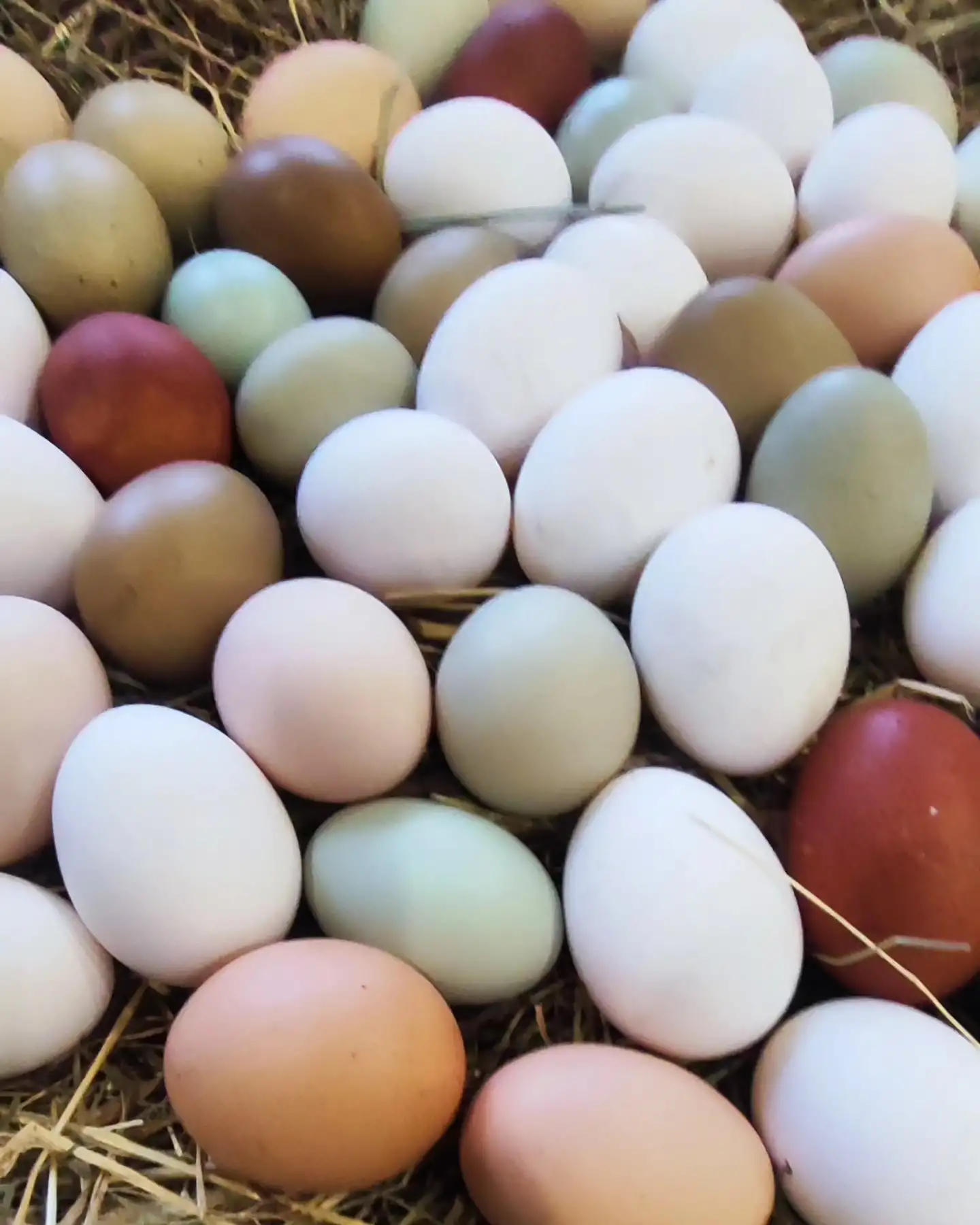 Яйца куриные фото 2