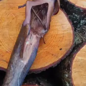 Кларий (угревидный сом) копченый