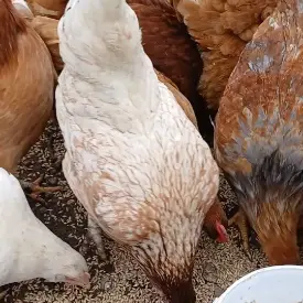 Тушка курицы