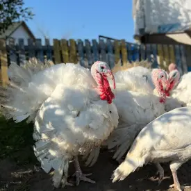 Тушка индейки