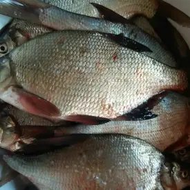 Лещ средний