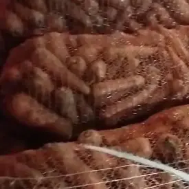 Морковь