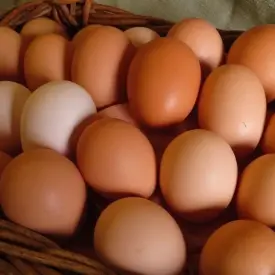Домашние куриные яйца