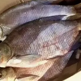 Лещ цимлянский
