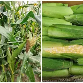 Кукуруза, 10 кг