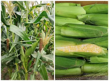 Кукуруза, 10 кг