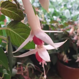 Пищевые цветы Фуксии, 1 шт.