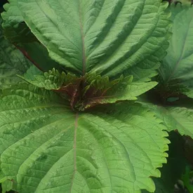 Микрозелень периллы (shiso) зеленой XXL