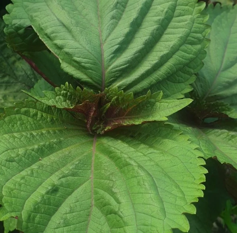 Микрозелень периллы (shiso) зеленой XXL фото 3