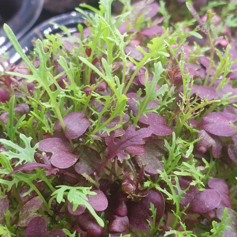 Микрозелень мизуны беби, лист фото 2