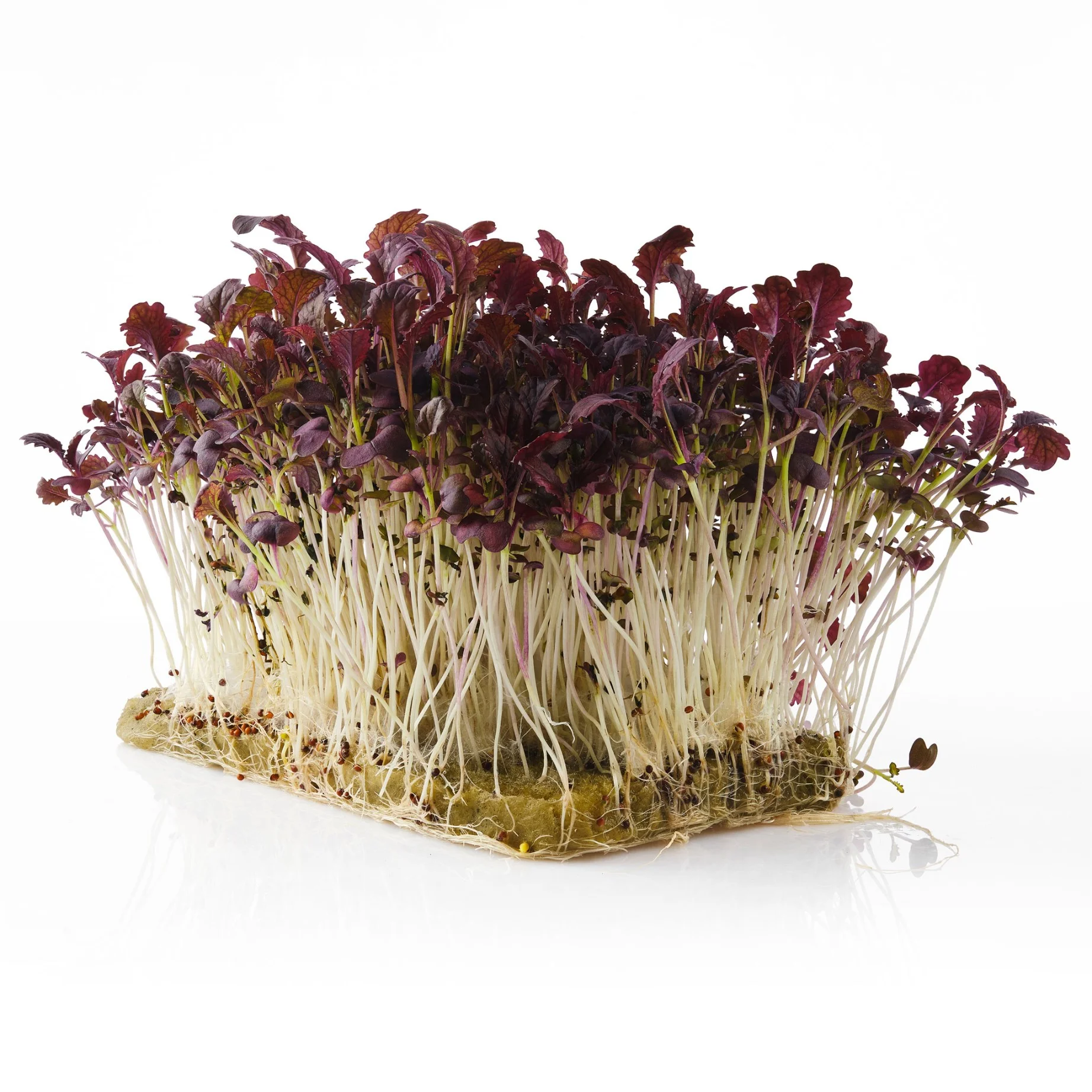 Микрозелень горчицы