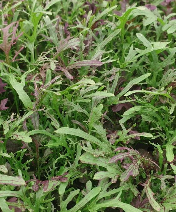 Микрозелень мизуны XXL фото 2