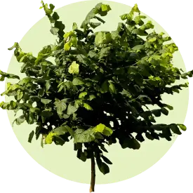 Набор 2-ух летних саженцев фундука «Хозяин-3»