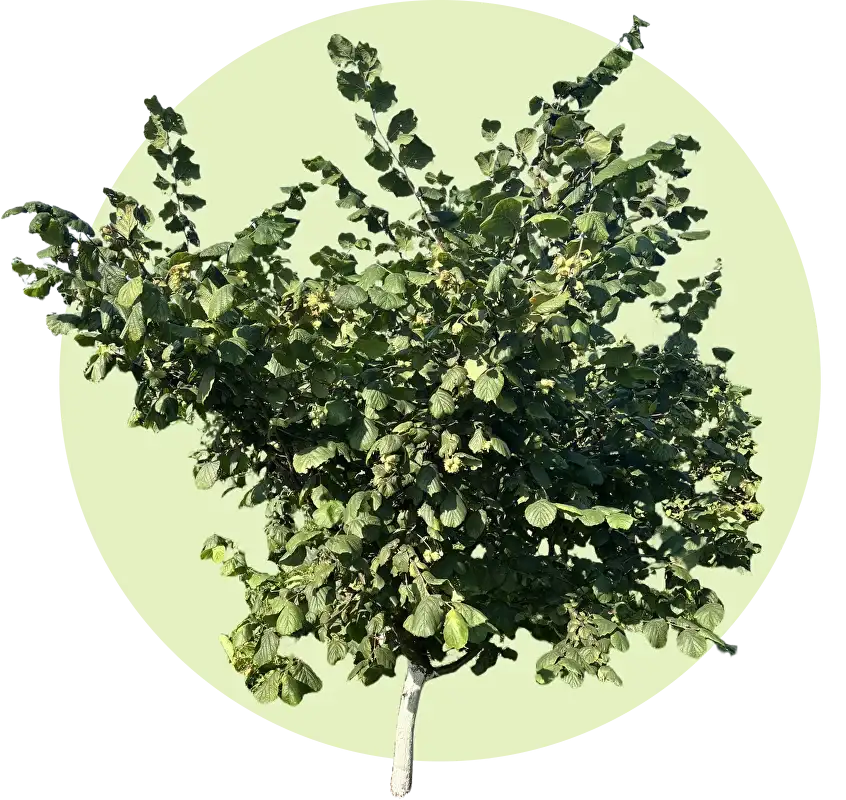 Набор 2-ух летних саженцев фундука «Хозяин-3» фото 2