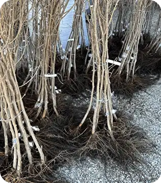 Барселонский FundukEco XL фото 2