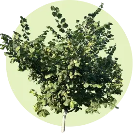 Барселонский FundukEco XL