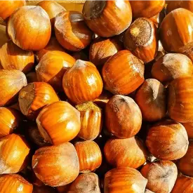 Фундук Funduk Fresh