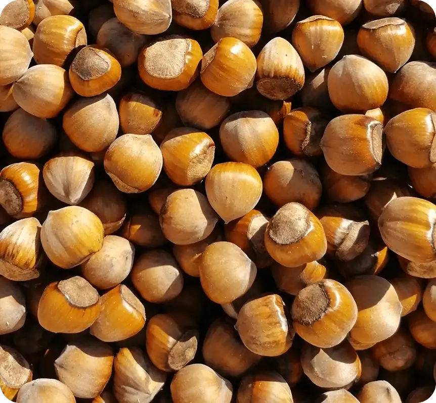 Фундук Funduk Fresh фото 2