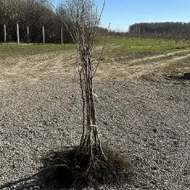 Каталонский FundukEco XL