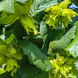 Косфорд FundukEco XL