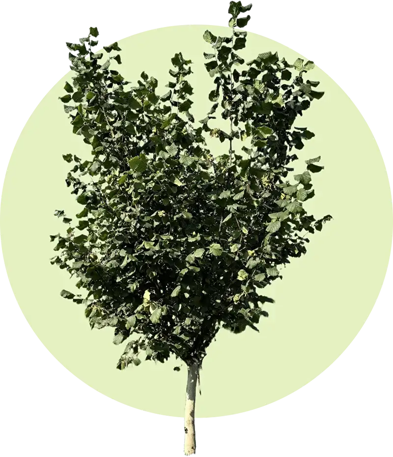 Косфорд FundukEco XL фото 2