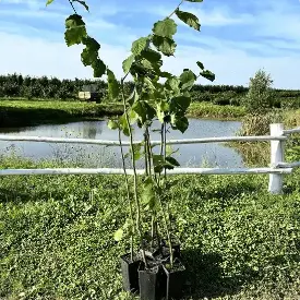 Набор 2-ух летних саженцев фундука «Хозяин-6»