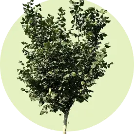 Набор 2-ух летних саженцев фундука «Хозяин-4»