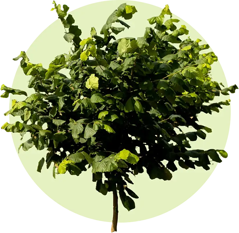 Набор 2-ух летних саженцев фундука «Хозяин-4» фото 3