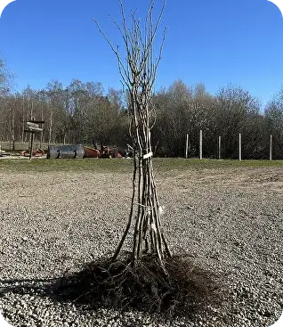 Косфорд FundukEco XL фото 3