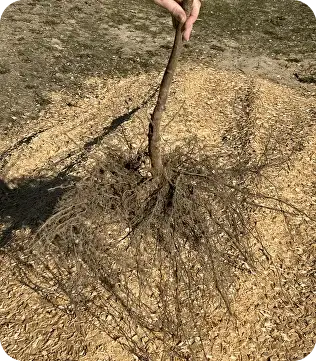 Каталонский FundukEco XL фото 2