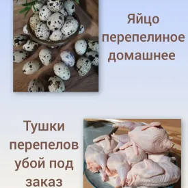 Домашнее перепелиное яйцо